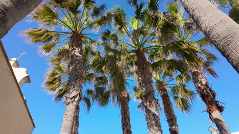 Looking-up-from-below,-a-cluster-of-tall-palm-trees-fills-the-frame,-set-against-the-vibrant-blue-sky,-representing-the-sunny-and-warm-climate-typical-of-Cádiz