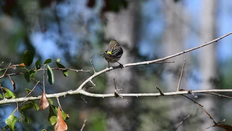 Yellow-Rumped-warbler-perched-on-a-branch-looking-around-on-a-tree-branch