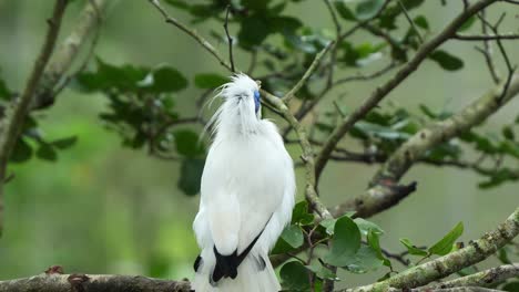 Bali-myna,-leucopsar-rothschildi-perched-on-tree-branch,-performing-courtship-dance-by-raising-head-crest,-body-bobbing,-decide-to-spread-its-wings-and-fly-away,-close-up-shot-during-mating-season