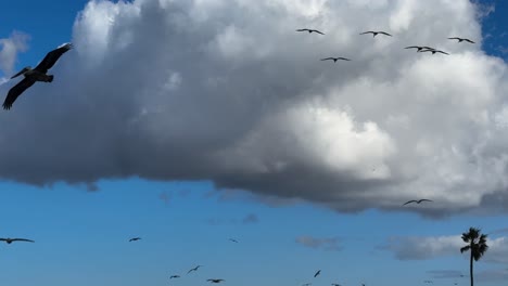 Pelícanos-Volando-De-Cerca,-Mostrando-Nubes-Blancas-E-Hinchadas,-Una-Palmera-Y-Un-Cielo-Azul-En-El-Sur-De-California