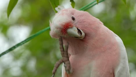 Major-mitchell's-cockatoo,-pink-cockatoo,-cacatua-leadbeateri-spotted-on-tree,-scratching-its-neck-feathers-with-its-foot,-grooming-its-salmon-pink-plumage,-close-up-shot-of-Australian-bird-species