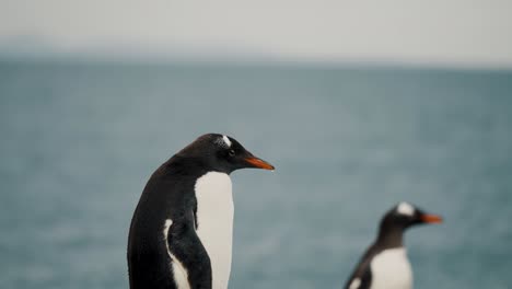 Eselspinguine-Am-Strand-Von-Isla-Hammer,-Feuerland,-Argentinien-–-Aus-Nächster-Nähe