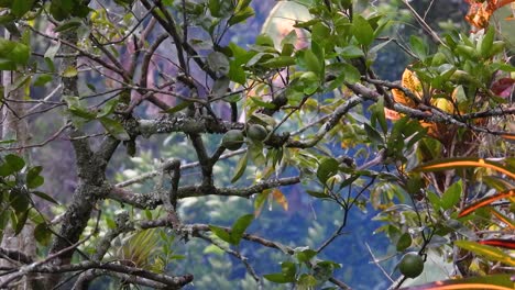 Streaked-Flycatcher-in-nature-Los-Nevados-National-Park,-Colombia