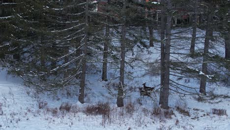 Ciervos-Que-Pasan-Por-Un-Sendero-Nevado-En-La-Zona-Rural-De-Massachusetts-Mientras-El-Marco-Asciende-A-Lo-Largo-De-árboles-De-Hoja-Perenne-En-Una-Propiedad-Inmobiliaria-De-Lujo-En-Williamstown,-Massachusetts,-Estados-Unidos