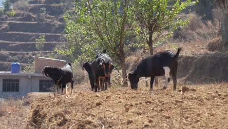 Un-Pequeño-Rebaño-De-Cabras-Pateando-El-Suelo-Polvoriento-Buscando-Algo-Para-Comer