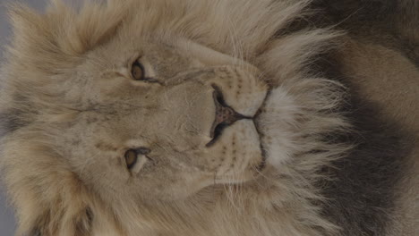 Vertical-video-of-Lion-face-close-up