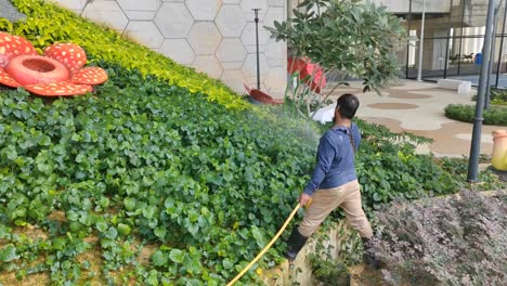 A-worker-is-watering-shrub-plants-using-water-from-a-rubber-hose