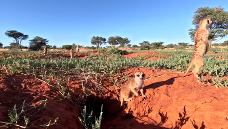 Time-lapse-of-Meerkats-basking-in-the-early-morning-sunshine,-scanning-the-area-for-danger-in-Southern-Kalahari
