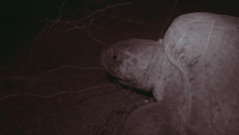 Olive-Bastardschildkröte,-Vom-Aussterben-Bedrohte-Meeresschildkröte,-Nistet-Am-Dunklen-Sandstrand-Von-Costa-Rica,-Nahaufnahme