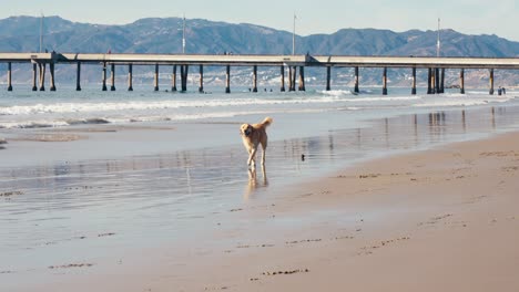 Perro-Solitario-Golden-Retriever-Corriendo-Sobre-La-Arena-De-La-Playa-En-Un-Caluroso-Día-De-Verano,-Cámara-Lenta