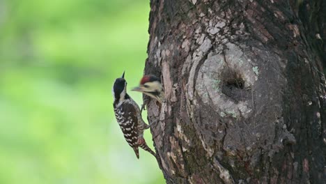 Seen-going-down-with-food-in-the-mouth-to-deliver-to-its-baby,-Speckle-breasted-Woodpecker-Dendropicos-poecilolaemus,-Thailand