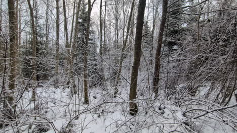 Frozen-snow-covered-tree-spruce-forest-cold-climate-in-winter-woodland