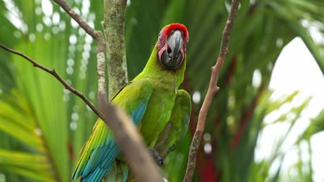 Exotischer-Großer-Grüner-Ara-Mit-Roter-Stirn,-Der-Auf-Einem-Ast-Thront,-Sich-In-Der-Umgebung-Umsieht,-Seine-Flügel-Ausbreitet-Und-Davonfliegt,-Nahaufnahme