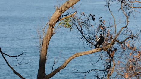 Static-view-of-a-bird-sitting-on-a-tree-branch,-with-the-calm-sea-in-the-background