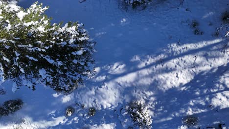 aerial-view-with-frozen-land,-trees-covered-with-white-snow