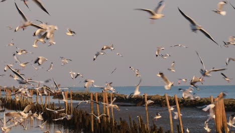 Gaviotas-Volando-En-Círculos-En-Una-Playa-Fangosa-Con-Rompeolas-Hecha-De-Rocas-Y-Bambúes,-Tailandia