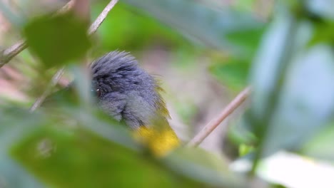 Tropical-grey-feathered-small-bird-closeip
