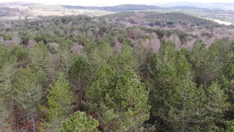 Vista-Sobre-Las-Copas-De-Los-árboles-Del-Bosque-De-Woodbury