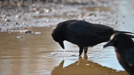 Glitzernde-Morgendämmerung:-Spiegelbild-Einer-Krähe-Im-Morgenwasser