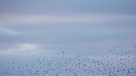 Swallows-Fly-in-Spirals-at-Sunset