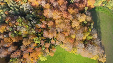 Forest-In-Autumn-Colors-On-Swiss-Plateau,-Canton-Of-Vaud,-Switzerland