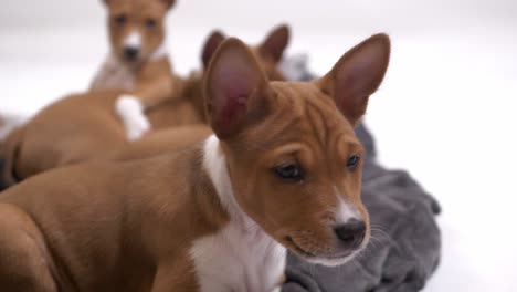 Lindo-Cachorro-Basenji-Se-Acuesta-Sobre-Una-Manta-Y-Mira-La-Cámara