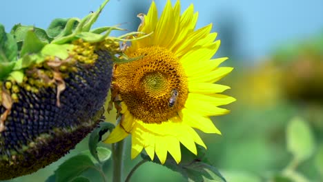 Slow-motion-close-up-of-bee-on-sunflower-in-sunflower-field-HD