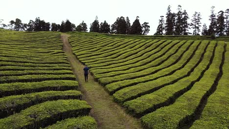 Tea-plantation-drone-aerial-view-in-Sao-Miguel-azores-island