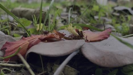 Timelapse---Ants-Carries-Dried-Flower-Petals