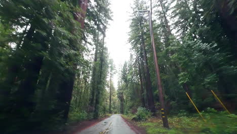 Slowmotion-driving-view-between-the-protected-rare-old-growth-forest-of-coastal-redwoods
