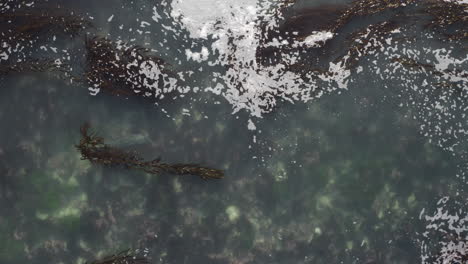 4K-Luftaufnahme-Eines-Seehunds,-Der-Durch-Das-Seichte-Wasser-Einer-Kelp-Lagune-In-Der-Monterey-Bay-In-Kalifornien-Schwimmt