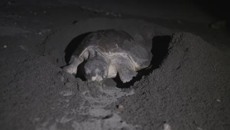 Endangered-species-Olive-Ridley-sea-turtle-digging-hole-on-dark-sandy-beach-to-lay-eggs