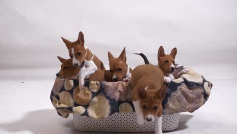 group-of-lovely-sweet-cute-basenji-puppy-dog-sit-and-play-in-basket-jump-out-slow-motion