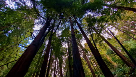 Tall-giant-redwood-trees-view-from-below-nature-woods-forest-rural-landscape