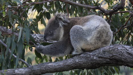 Koala-Ruht-Auf-Einem-Baumstamm-Und-Frisst-Eukalyptusblätter