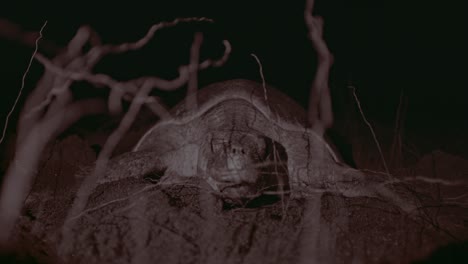 Close-up-of-a-turtle-nesting-at-night,-entwined-in-silhouetted-branches,-creating-an-eerie-mood