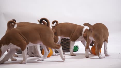 Grupo-De-Cachorros-Basenji-Juegan-Con-Fruta-Naranja-De-Manera-Divertida-Y-Alegre