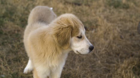 Portrait-Of-Anatolian-Pyrenees-Crossbreed-Dog.-Close-Up-Shot