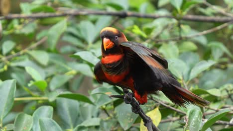 Chatty-dusky-lory,-pseudeos-fuscata-perched-on-treetop,-bobbing-its-head,-and-flapping-its-wings,-seeking-attention,-slow-motion-close-up-shot-of-the-bird-species