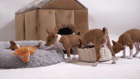 Kleine-Basenji-Hund-Kinder-Spielen-Mit-Stofftier-Hundehütte-Korb-Bezaubernd