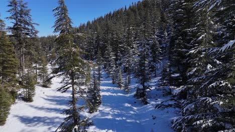 Hermoso-Paisaje-Invernal-Con-Alerces-Cubiertos-De-Nieve,-Vista-Aérea-De-Un-Bosque-De-Pinos-Cubierto-De-Nieve-En-Invierno