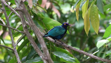 Purple-glossy-starling-with-eye-catching-appearance,-striking-iridescent-plumage-perched-stationary-on-tree-branch-and-staring-at-the-camera,-close-up-shot