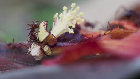 Szene-Mit-Ameisen,-Die-Sich-Von-Abgefallenen-Blütenblättern-Und-Stempeln-Ernähren