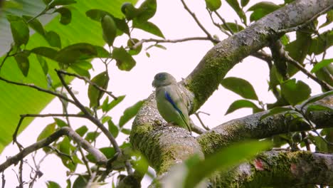 Spectacled-parrot-on-the-greenish-tree-camouflage-low-angle-shot
