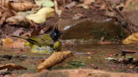 Mirando-Hacia-La-Derecha-Mientras-Se-Baña-Mientras-La-Cámara-Se-Aleja,-Bulbul-Pycnonotus-Flaviventris-Johnsoni-De-Cresta-Negra,-Tailandia