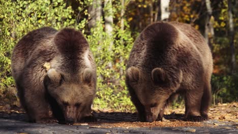 Close-up-of-brown-bear-adolescents-eating-nuts-and-foraging-in-a-forest