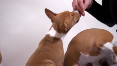 female-owner-of-basenji-pet-the-dog-hand-full-shot-slow-motion