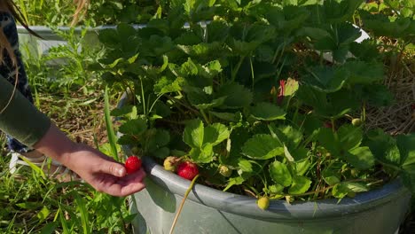 Person-Pflückt-Erdbeeren-An-Einem-Sonnigen-Tag,-Michigan,-USA,-Nahaufnahme