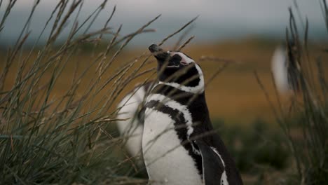 Pingüinos-De-Magallanes-En-Un-Día-Ventoso-En-La-Isla-Maritllo-Cerca-De-Ushuaia,-Tierra-Del-Fuego,-Argentina