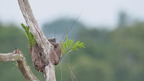 Baby-birds-seen-in-the-nest-surrounded-by-fern-fronds,-Ashy-Woodswallow-Artamus-fuscus,-Thailand